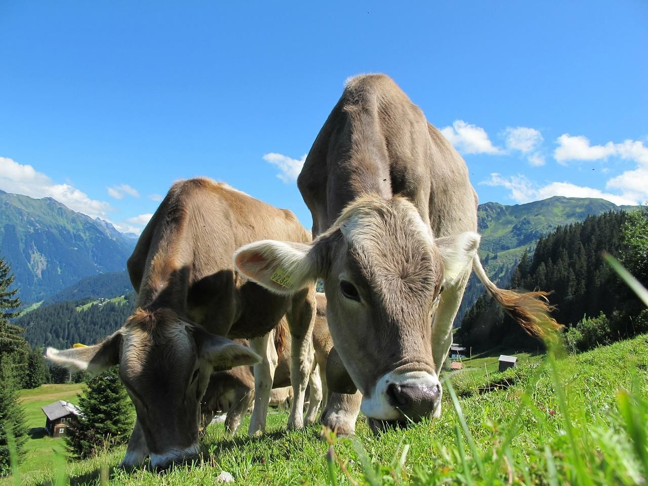 В Україні зменшилося поголів'я корів