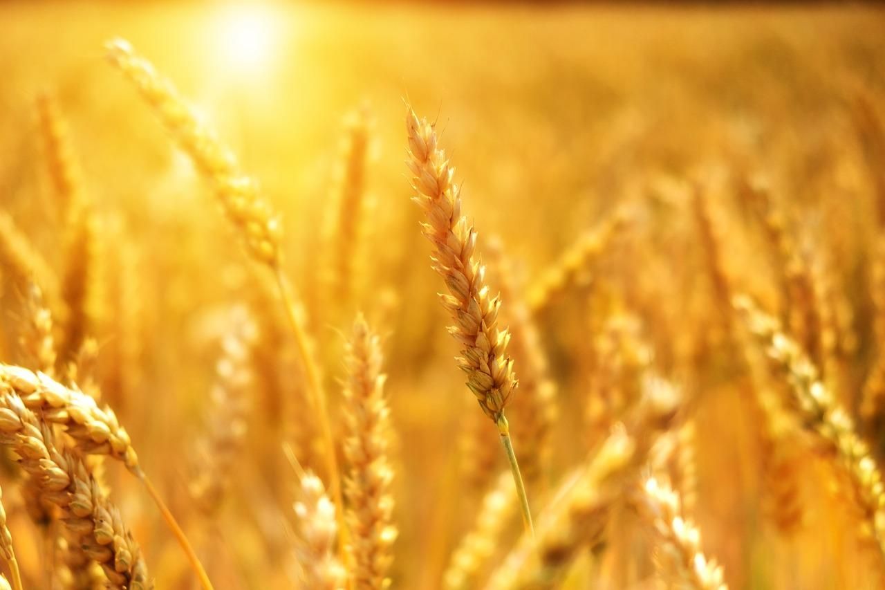 Украина существенно сократила экспорт зерновых