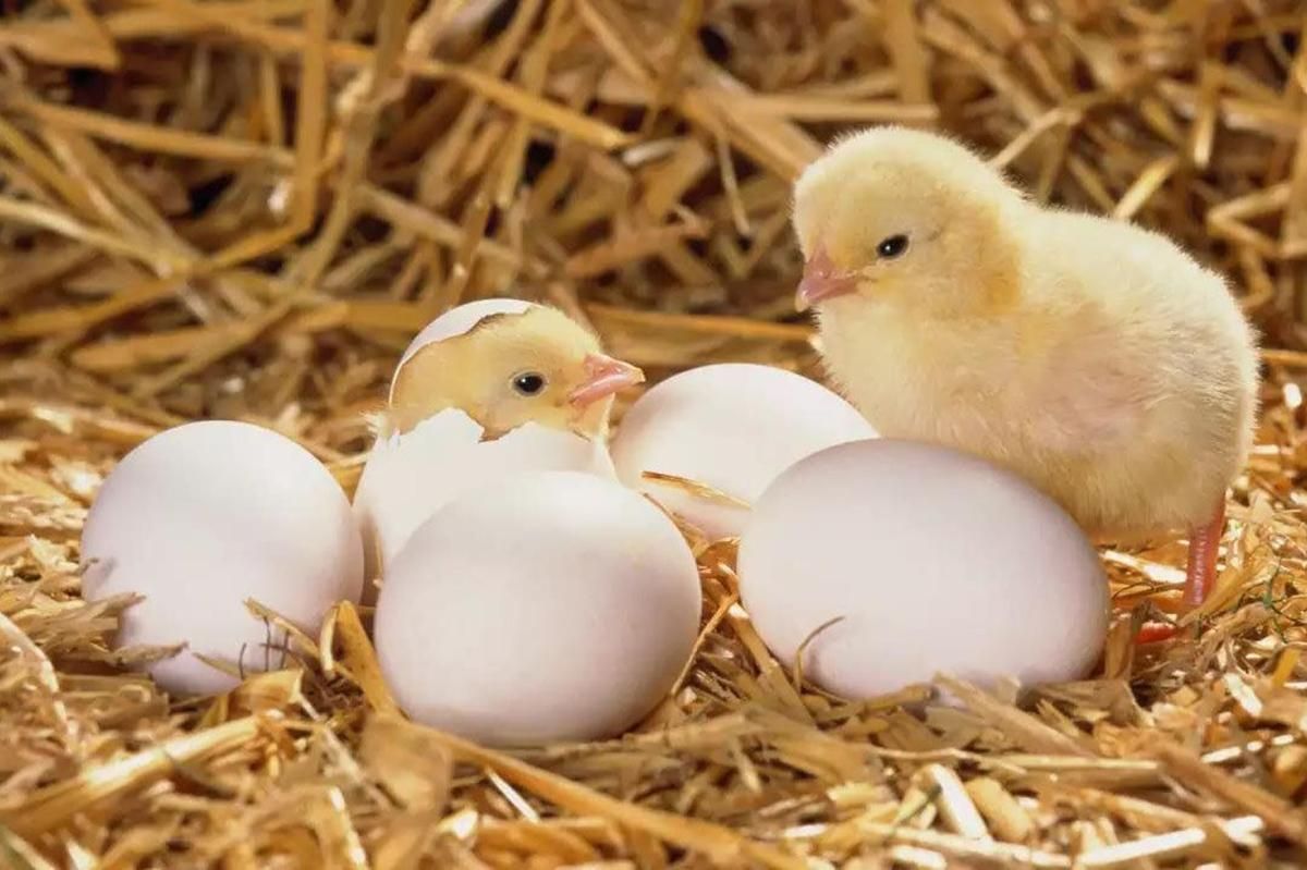 Как дышит птенец внутри яйца