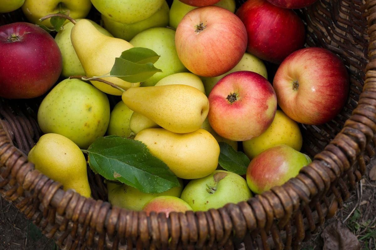 Яблука і груші стають дефіцитом