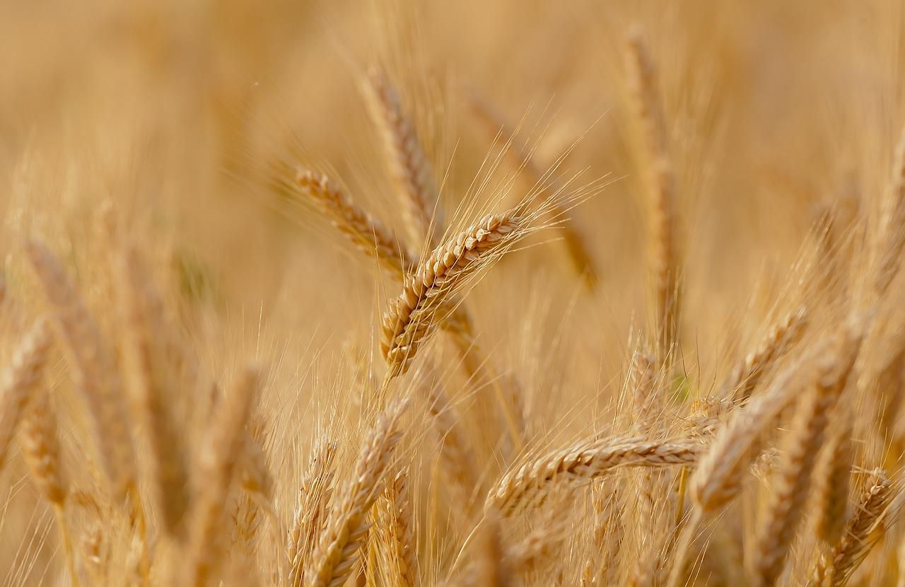 "Иржастые" болезни могут атаковать украинскую пшеницу