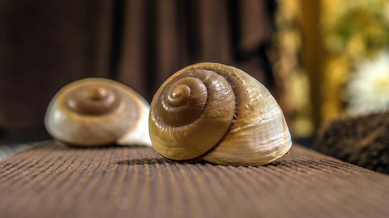 Украина сократила продажу улиток Украина сократила продажу улиток