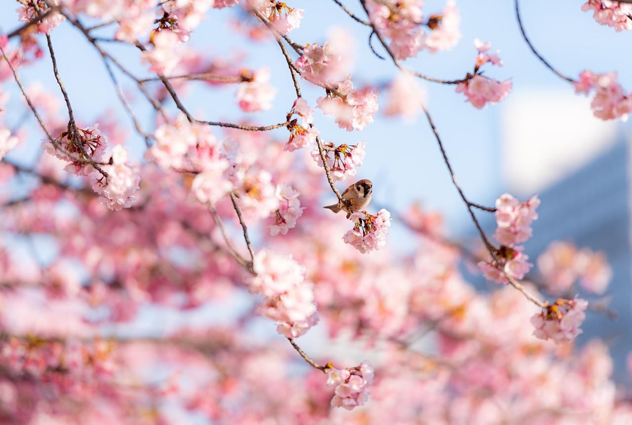 Японская сакура побила исторический рекорд раннего цветения