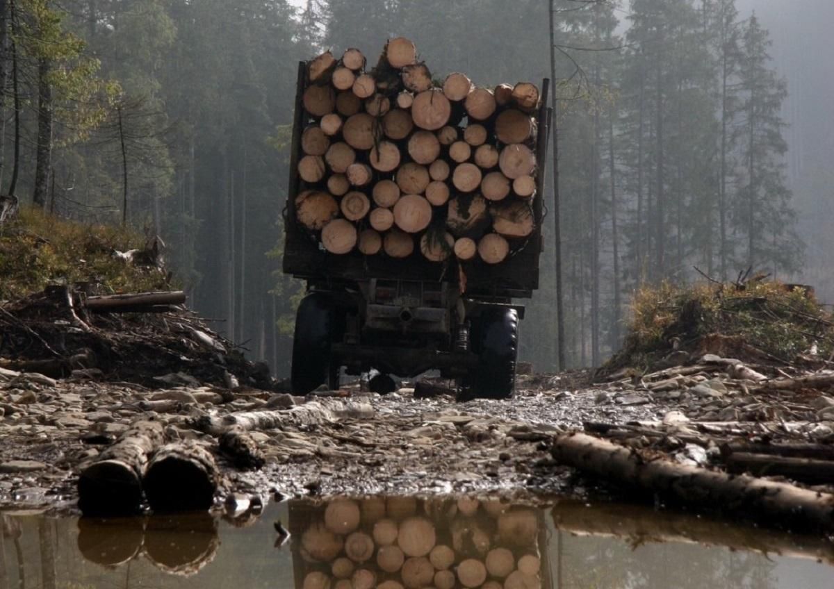 Вирубка лісів в Україні
