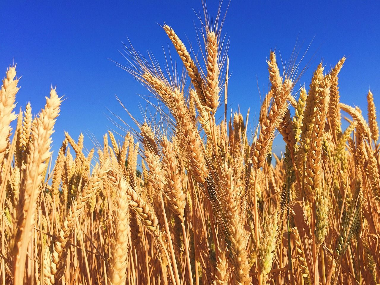 Украинское зерно кормит 150 миллионов человек