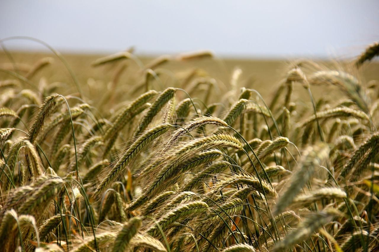 Украинская пшеница падает в цене: причины