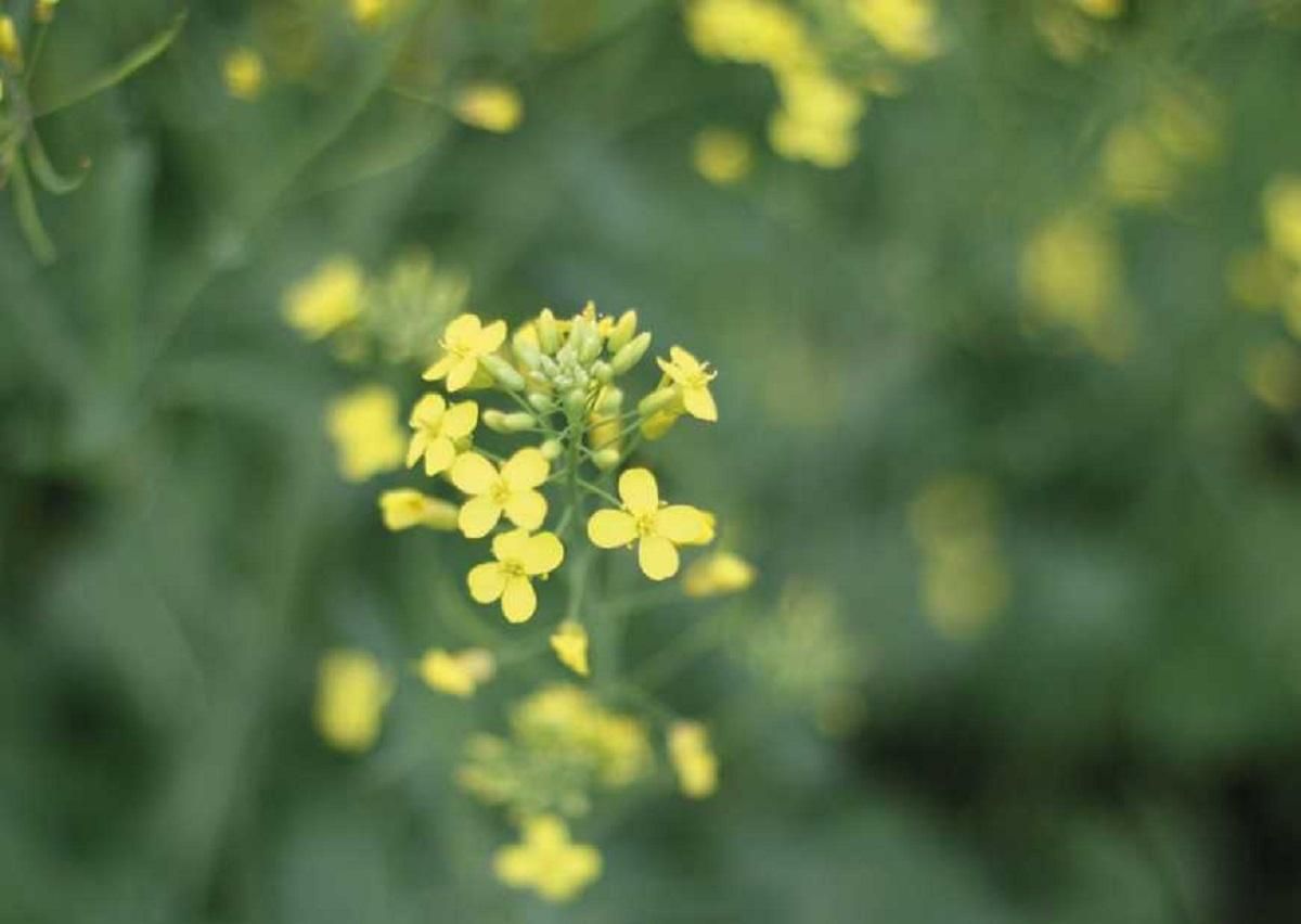 Інноваційний препарат Альтерно® Інноваційний препарат Альтерно®