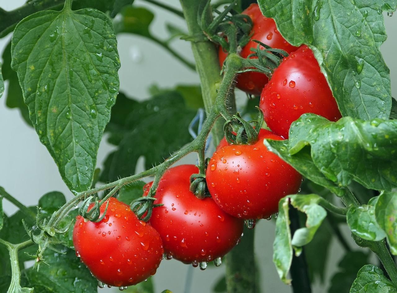 На українських ринках з'явилися перші тепличні томати