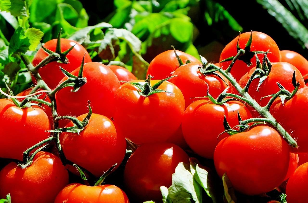 У турецьких помідорах виявили шкідника
