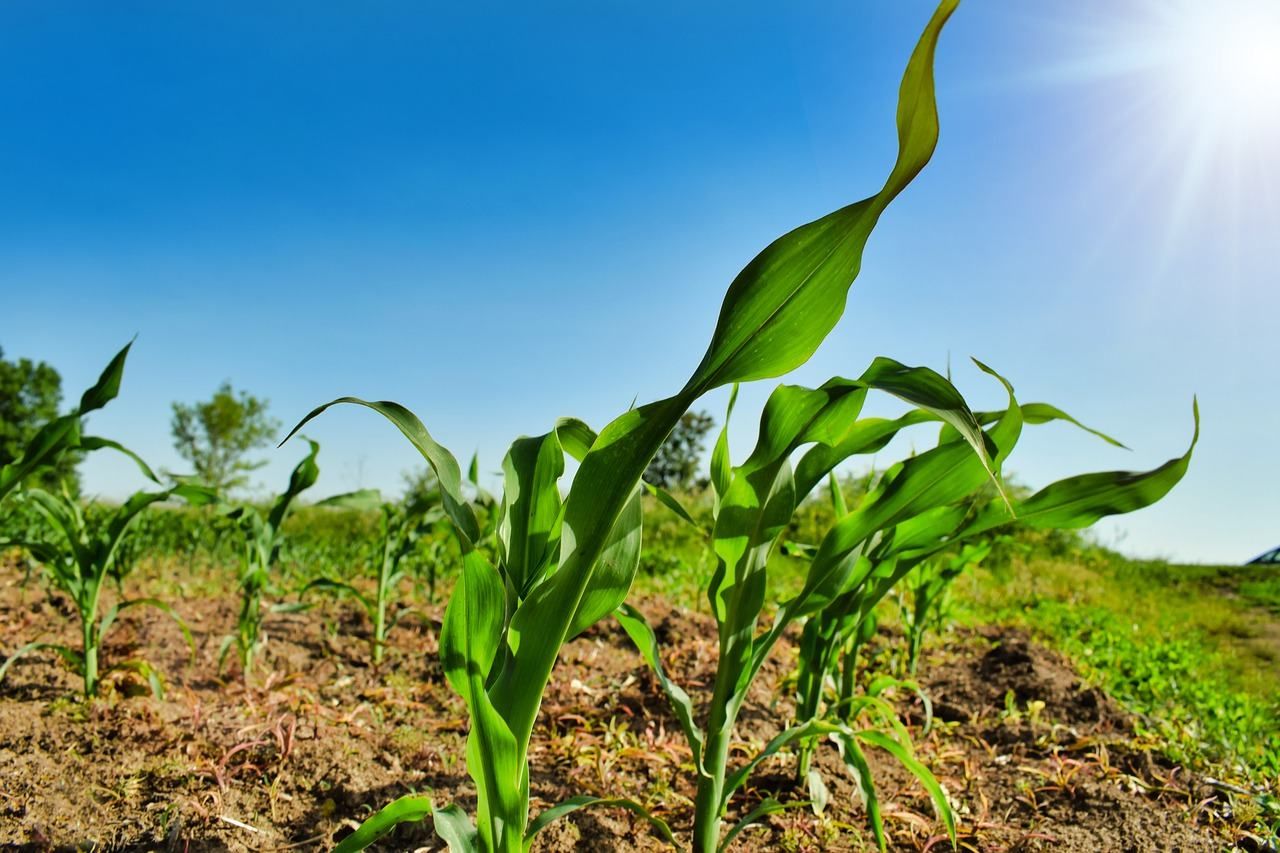 Украина теряет первенство в экспорте кукурузы – Китай предпочитает США