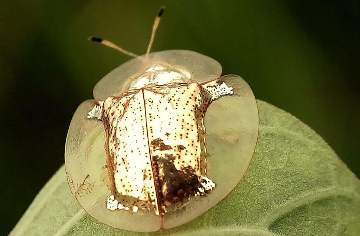 Жуки, які виглядають як коштовність: фото, відео Жуки, які виглядають як коштовність: фото, відео