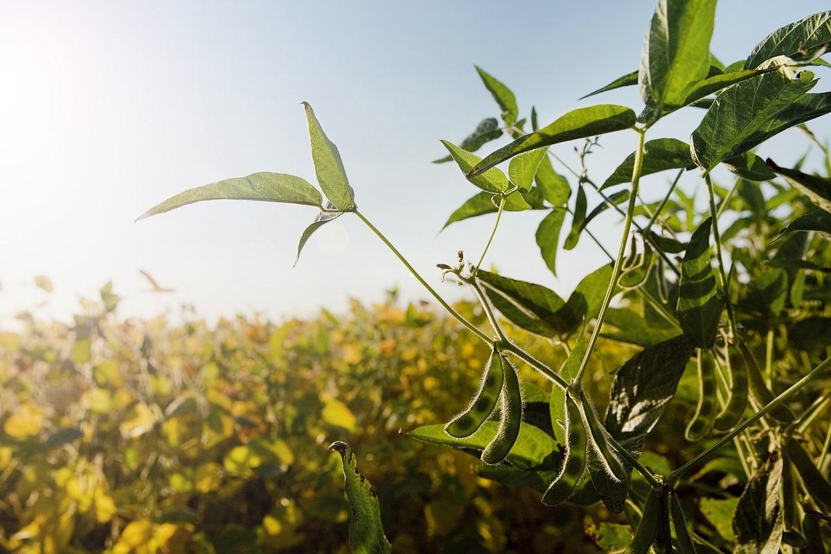 Фунгицид Абакус® Фунгицид Абакус®