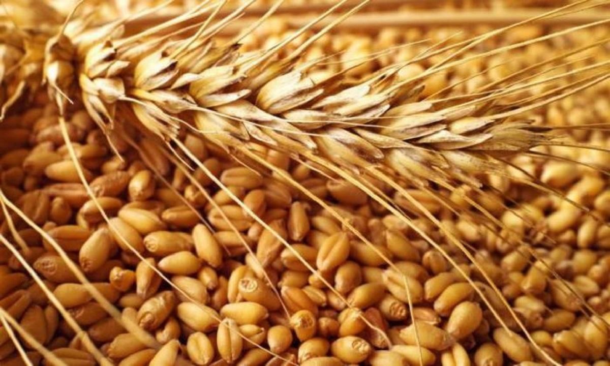 Рекордні врожаї зернових 2021