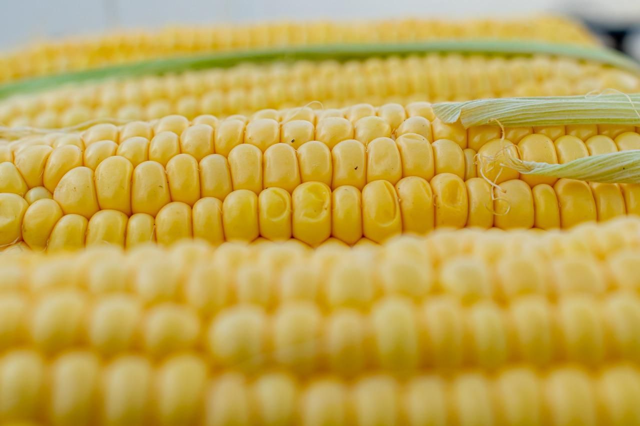 Експорт кукурудзи: хто ключовий покупець українського продукту