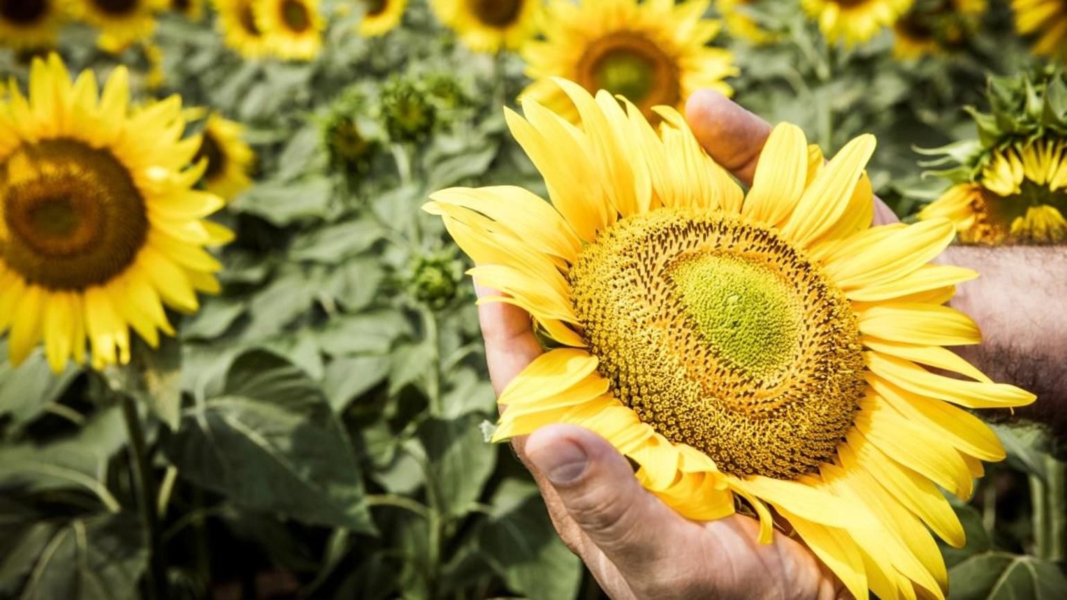 Семена подсолнуха стали дефицитом Семена подсолнуха стали дефицитом