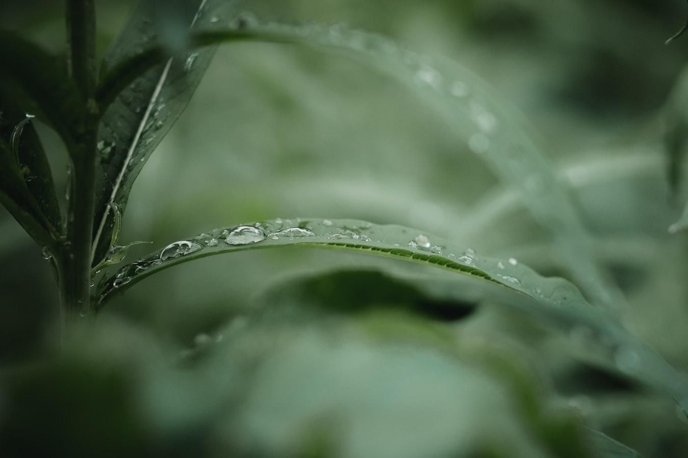 Чому рослини панікують, коли йде дощ