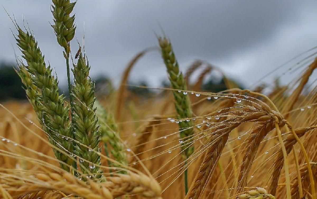 Врожай зернових в Україні