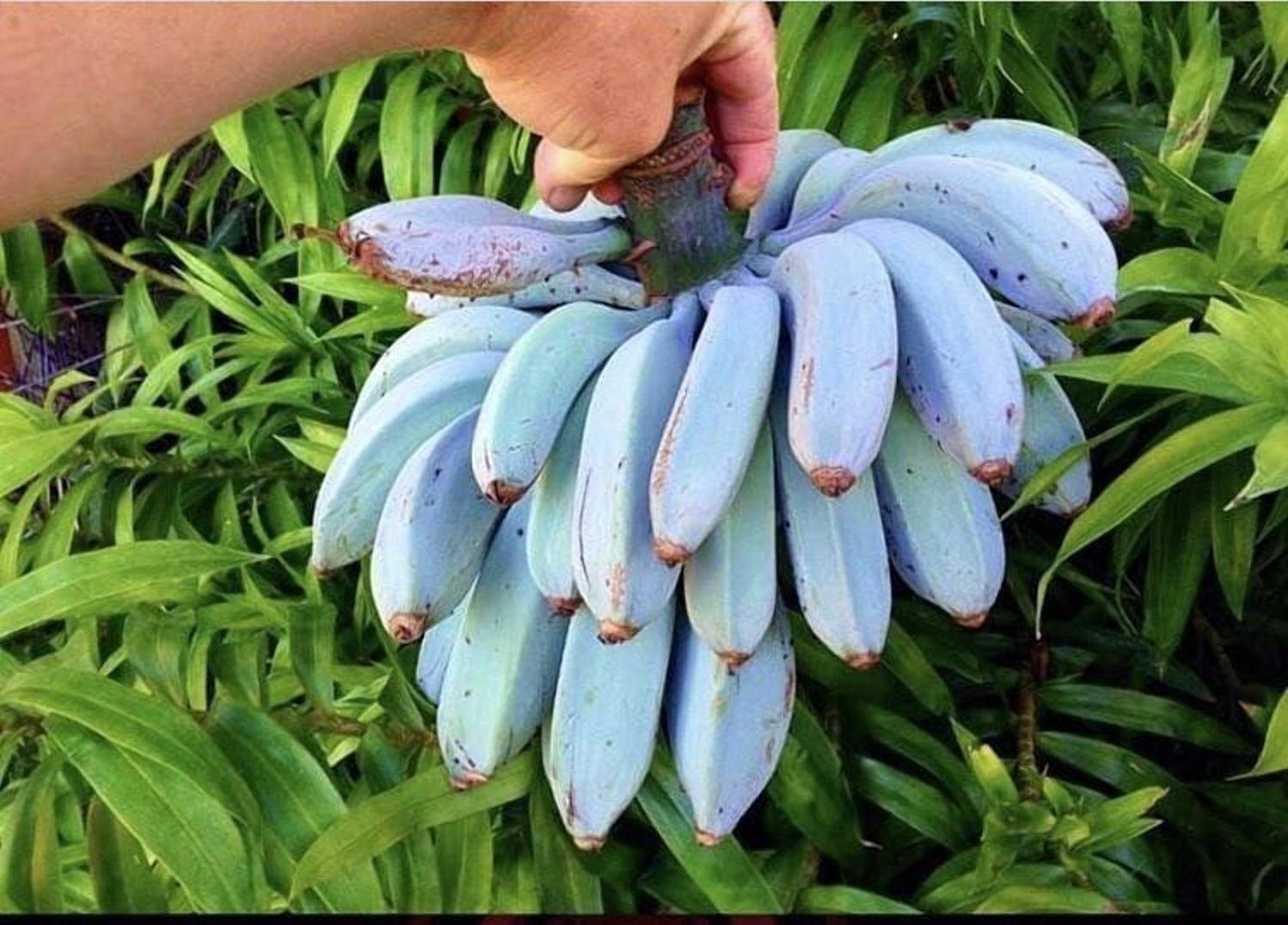 Блакитні банани: науковці створили унікальну новинку