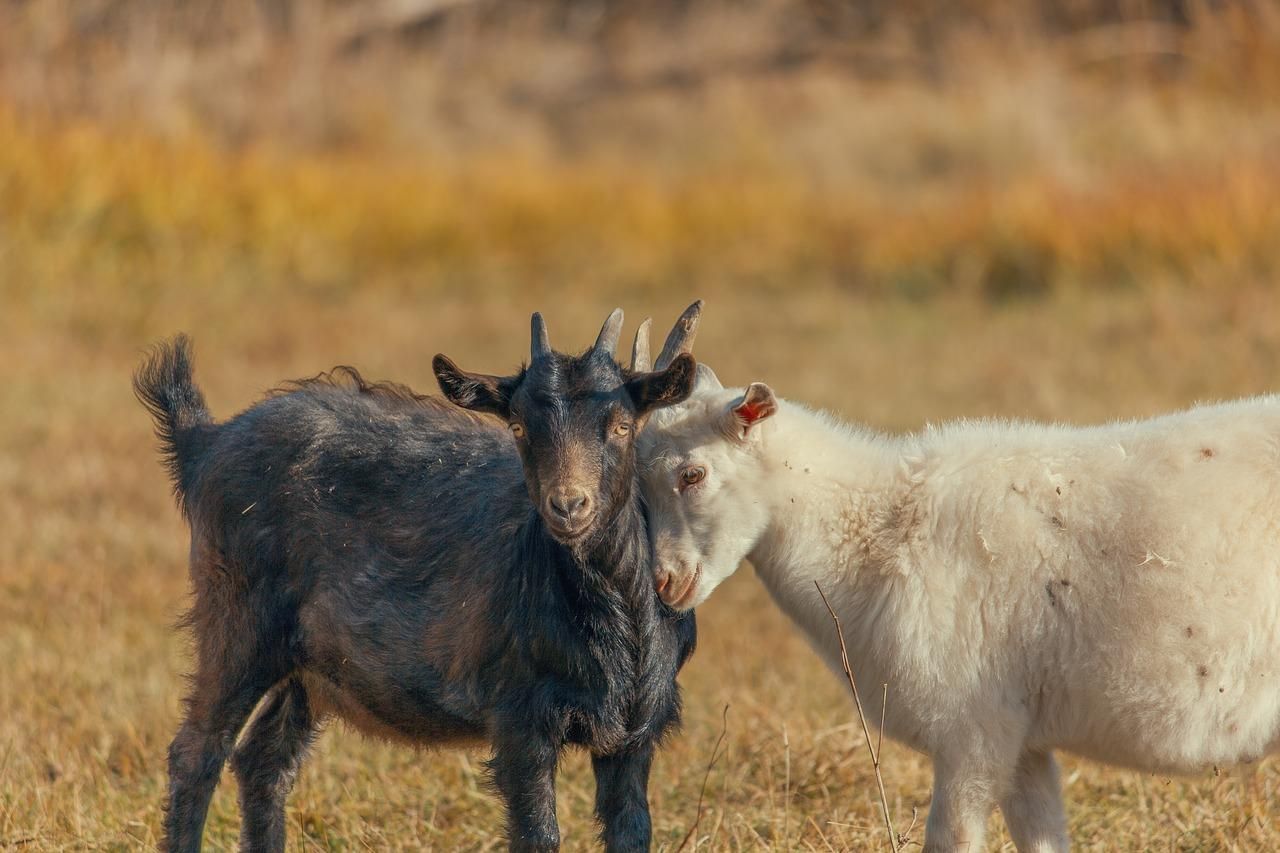 Украина сократила поголовье коз и овец
