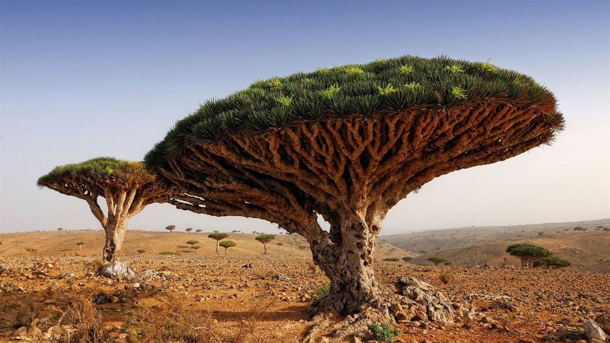 Дерево крови дракона – уникальное растение острова Сокотра, которое может исчезнуть