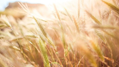 В Україні зменшився урожай пшениці