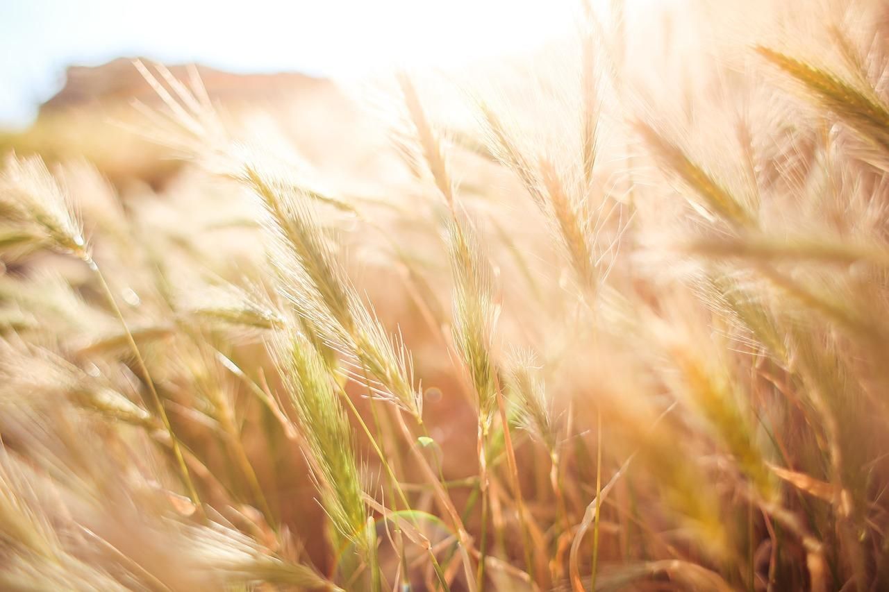 В Украине уменьшился урожай пшеницы