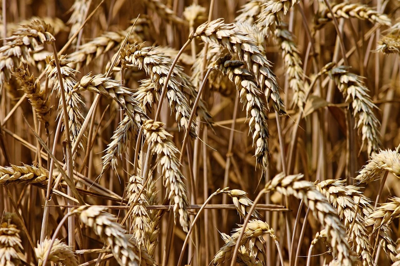 Ціни на зернові встановили 8-річний рекорд