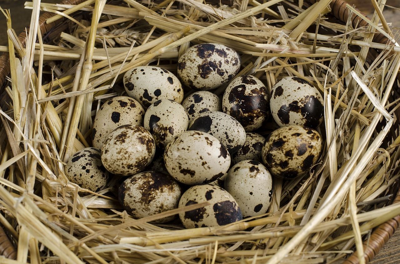 Україна – в топі європейських виробників перепелиних яєць