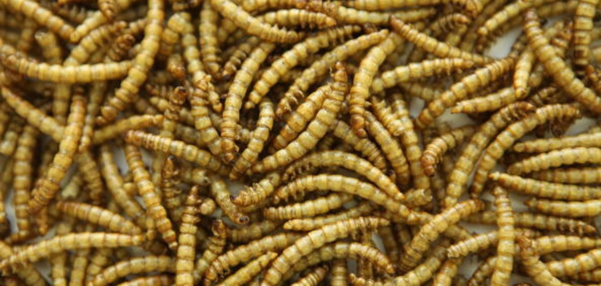 Борошняні черв’яки Борошняні черв’яки