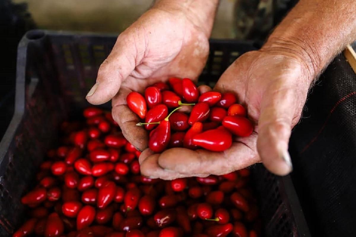 Кизил Кизил