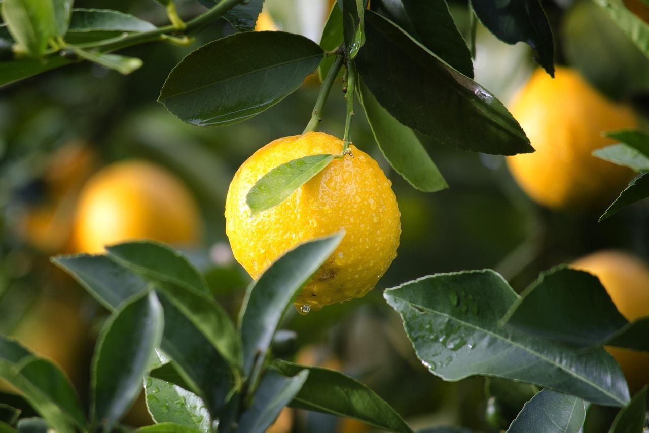 Начался лимонный сезон: какова ситуация на рынке
