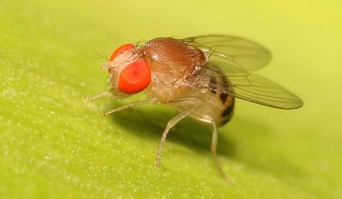 Ученые обнаружили, что плодовые мухи могут учиться