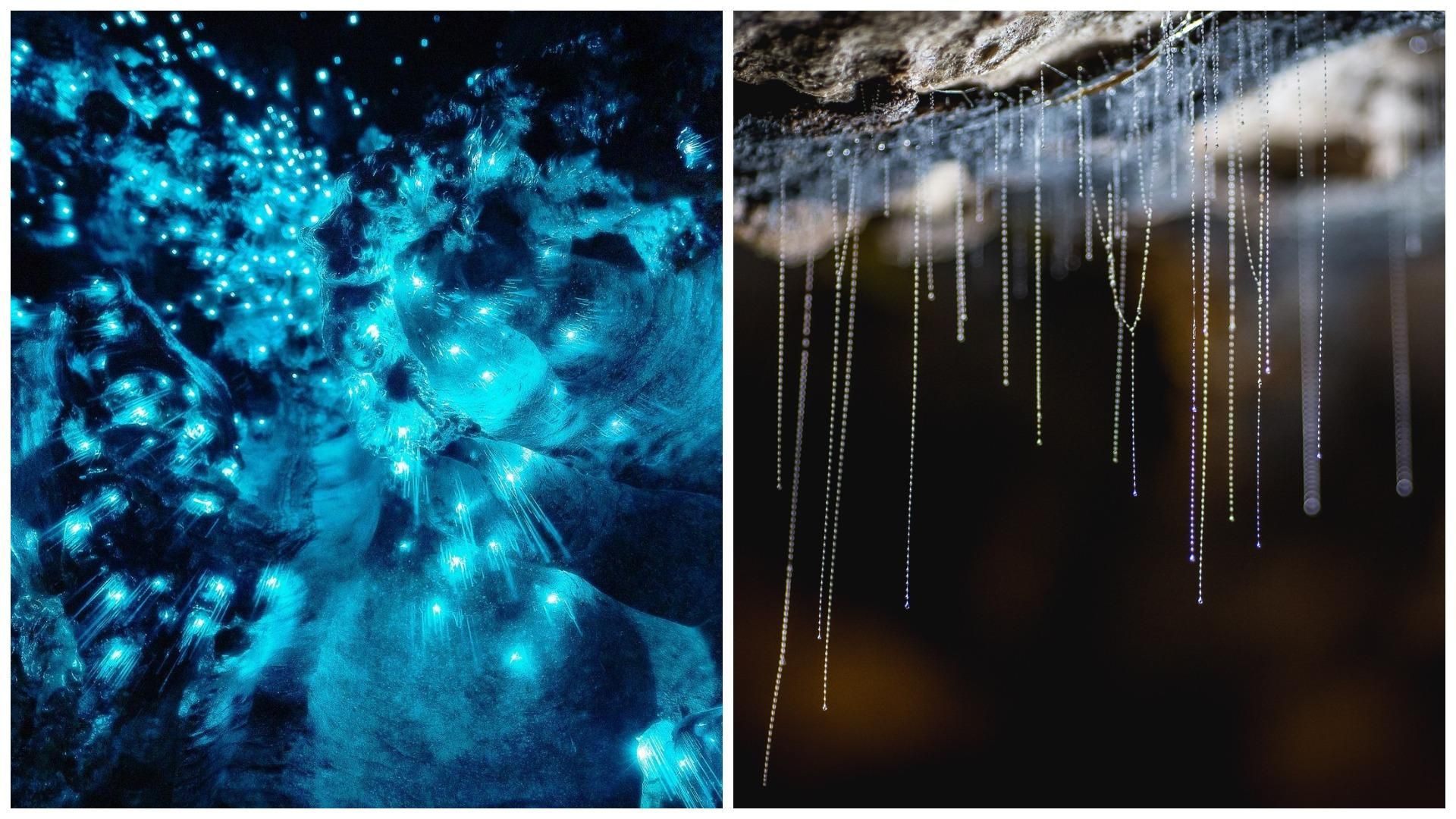 Светящиеся черви Новой Зеландии Светящиеся черви Новой Зеландии