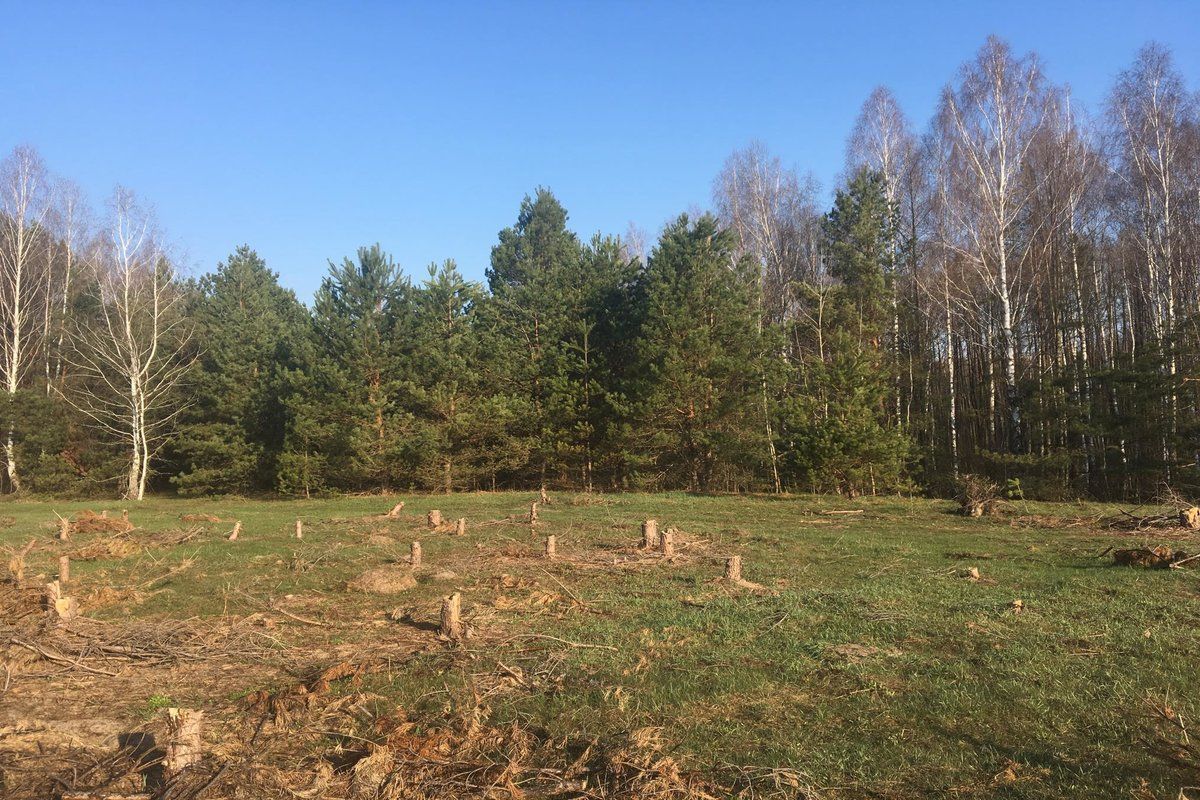 Знищений самосійний ліс Знищений самосійний ліс