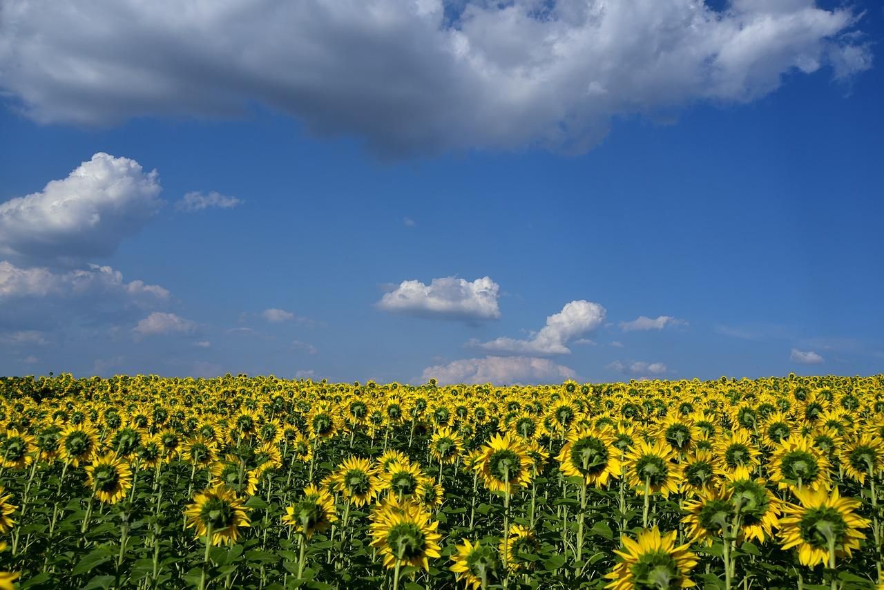 Україна збільшить експорт соняшникової олії