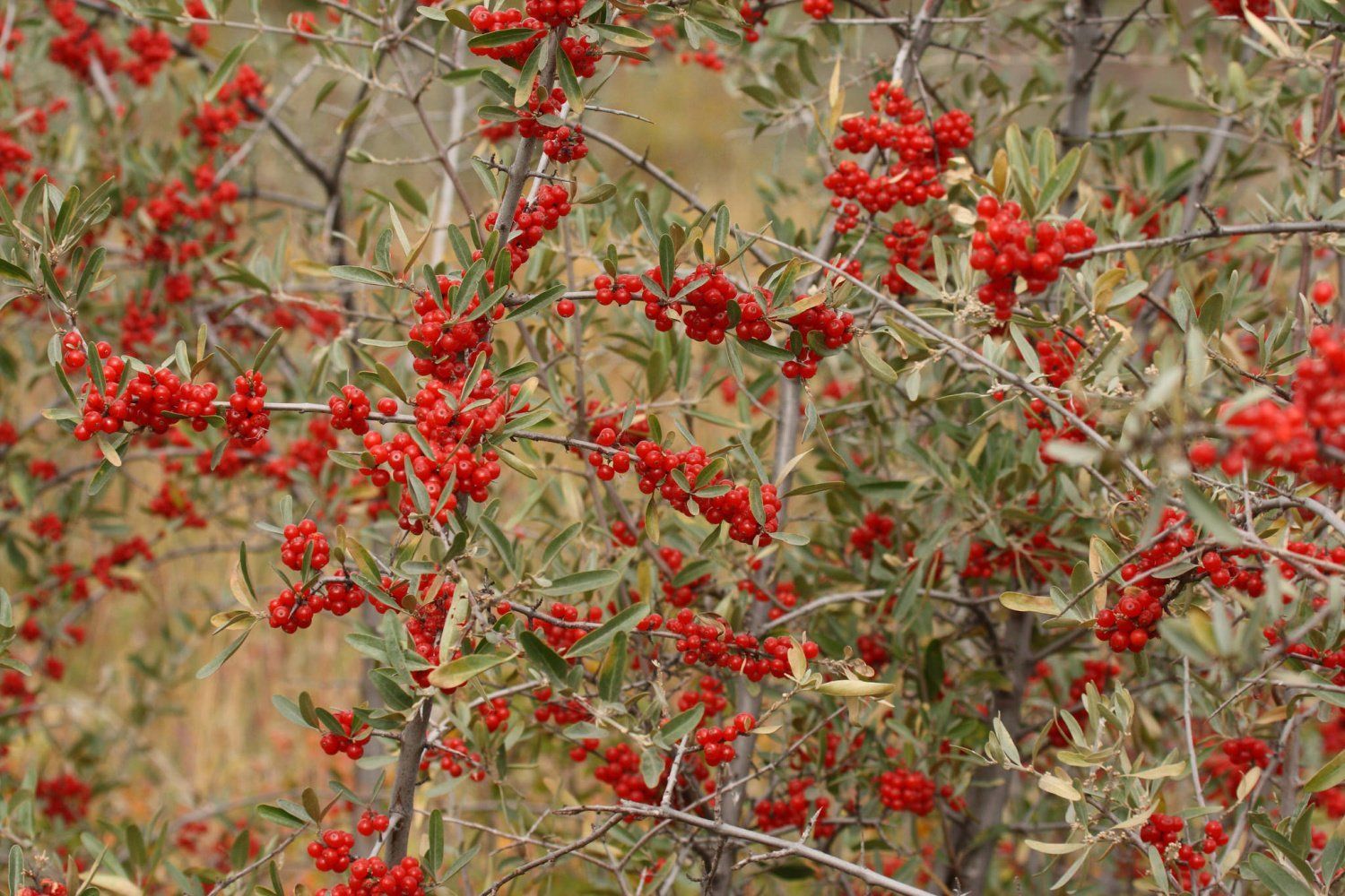 В Україні набуває популярності "родичка" обліпихи В Україні набуває популярності "родичка" обліпихи