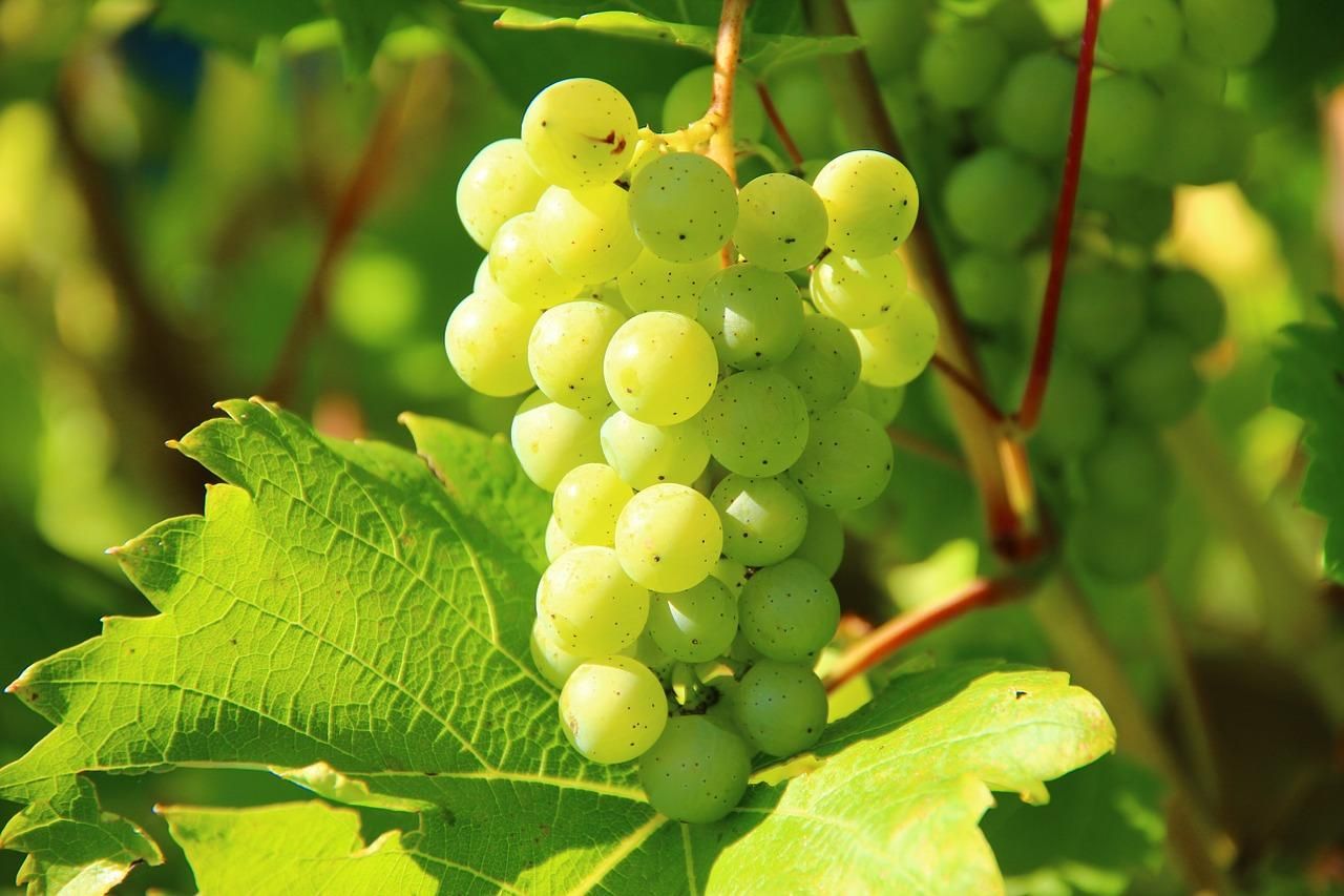 Незабаром зберуть урожай першого органічного винограду