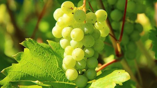 Вскоре соберут урожай первого органического винограда