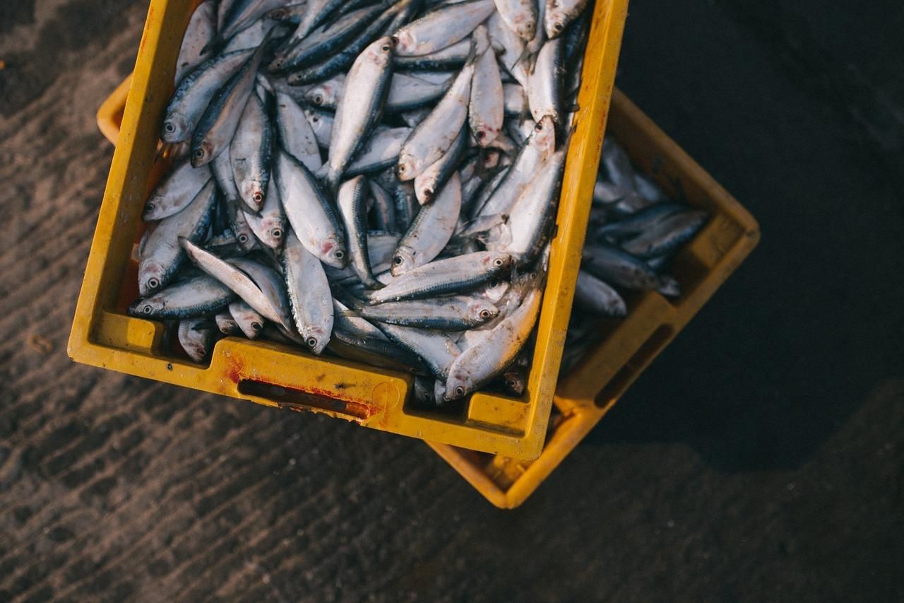Украина увеличила вылов рыбы