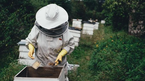 Меда будет мало: пчеловоды подсчитали убытки после зимы – причины и советы от эколога
