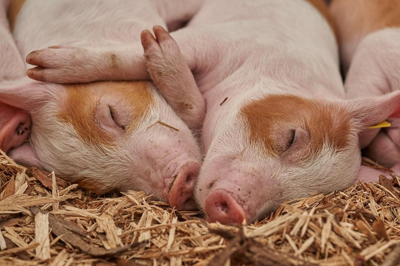 Украина нарастила поголовье свиней