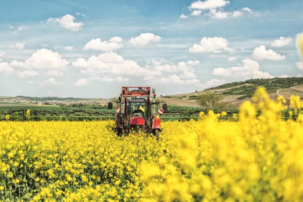 Гібриди озимого ріпаку Гібриди озимого ріпаку