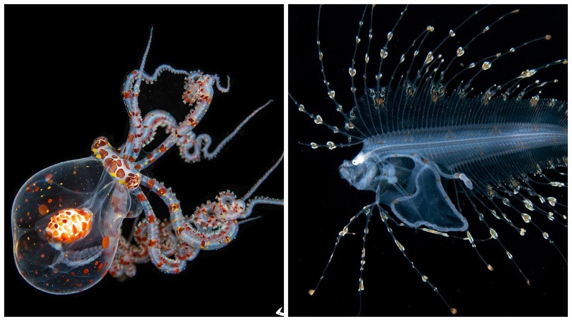 Дайвер фотографує мікроскопічних мешканців морського дна