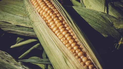 Урожаю кукурузы в Украине пророчат рекорд