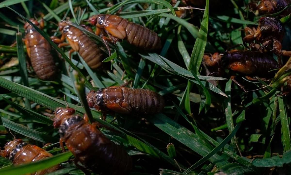 Спали 17 лет: США заполонили миллиарда цикад