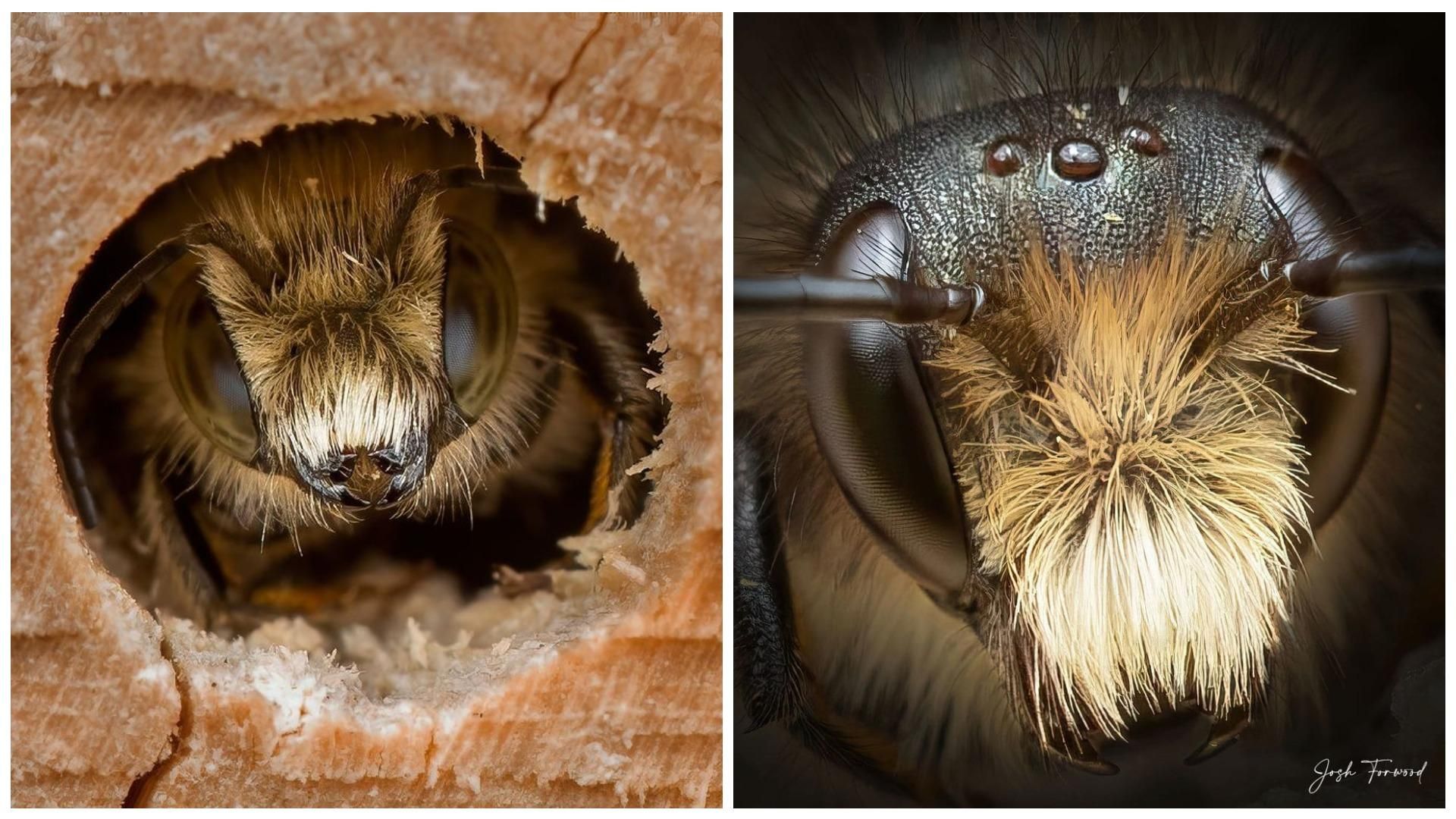 Оператор дикой природы сделал детализированные портреты пчел