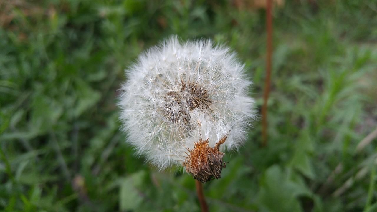 Ефективний замінник кави: неочікувані властивості кульбаби для здоров'я Ефективний замінник кави: неочікувані властивості кульбаби для здоров'я