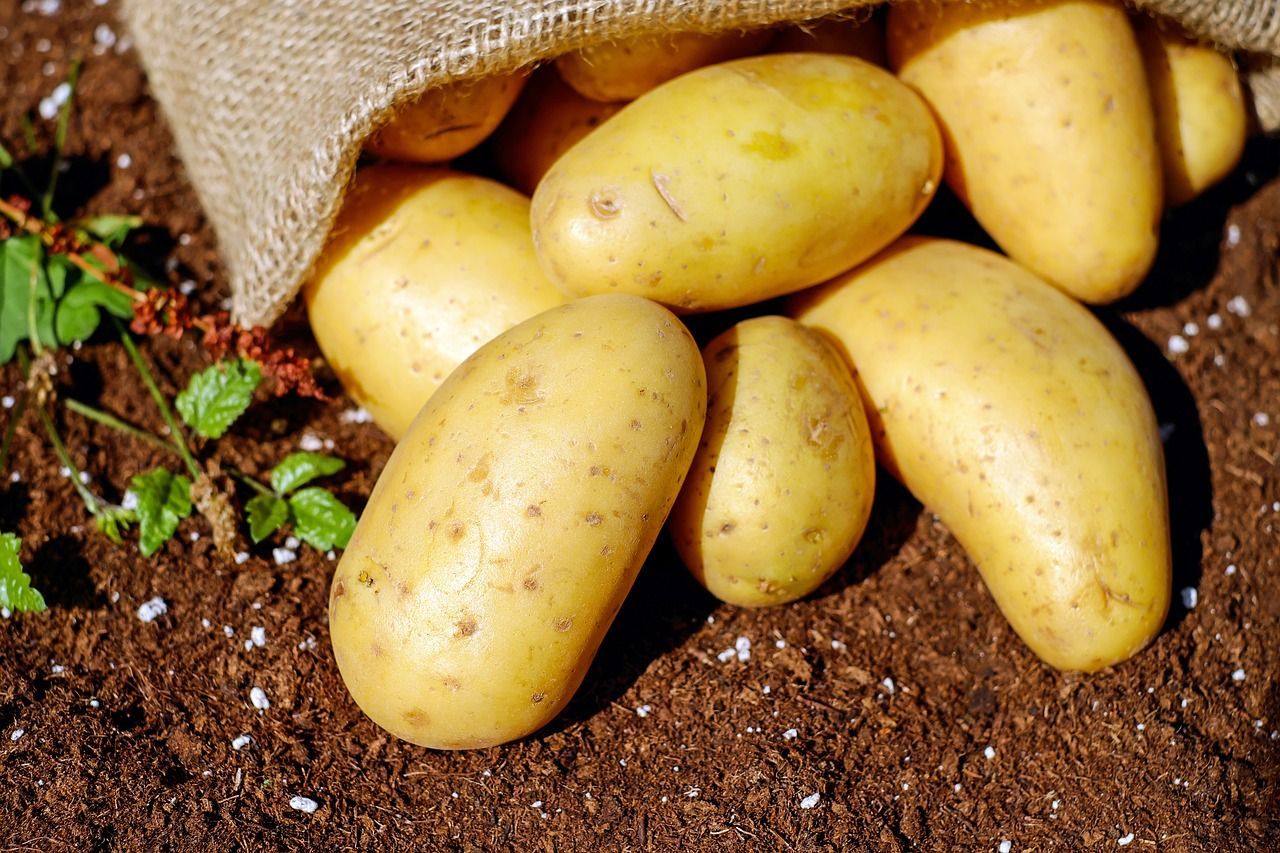 Картофель будет дорогим: импортная продукция дешевле временно
