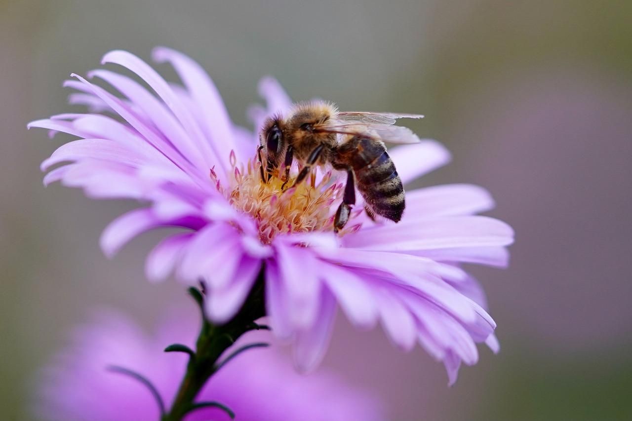 Очистители воздуха: ученые обнаружили удивительную способность пчел