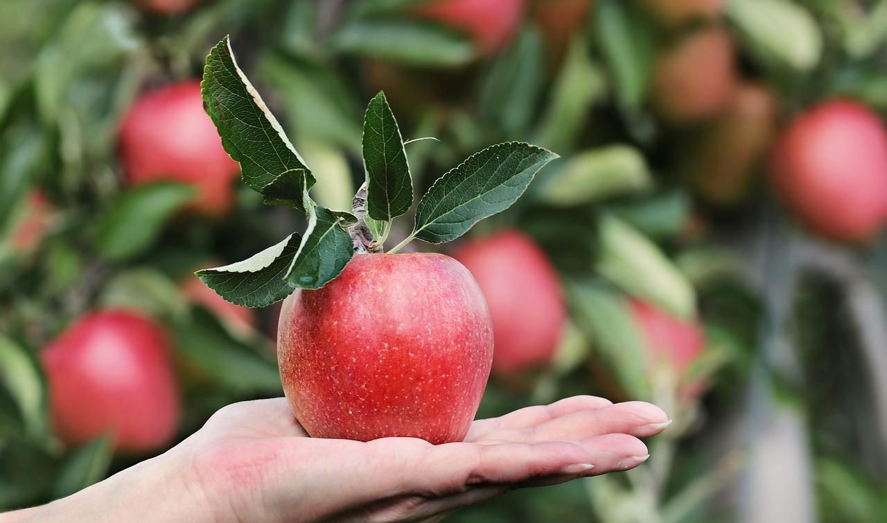 В Индии создали новый сорт яблок: в чем его особенность